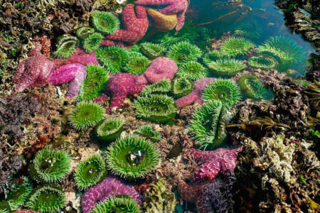 Ketchikan Wildlife Tours