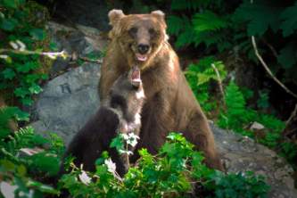 Alaska bear safety Untitled 13 curved cropped o1642d