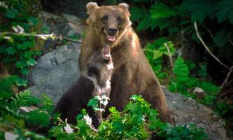 Alaska bear safety Untitled 13 curved cropped o1642d