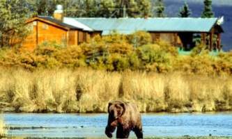 Alaska bear viewing lodges Bear in front of Brooks Lodge copyright Jim Gavin