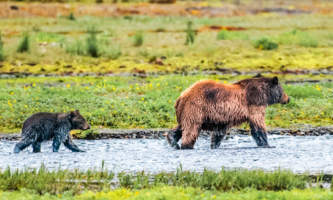 Alaska Bear Viewing Tours