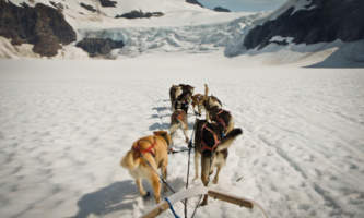Alaska Dog Mushing