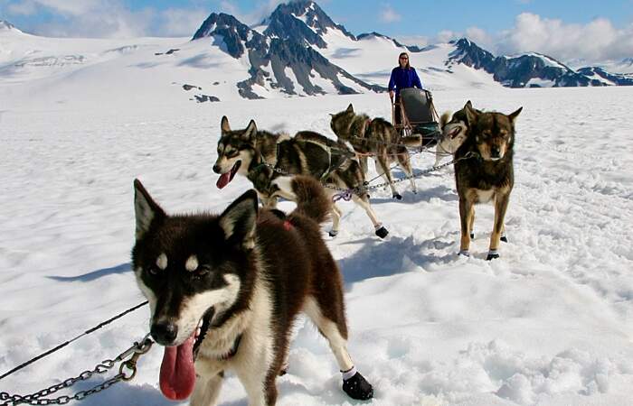 Alaska Dog Sledding Tours Jeannine Audet IMG 9123