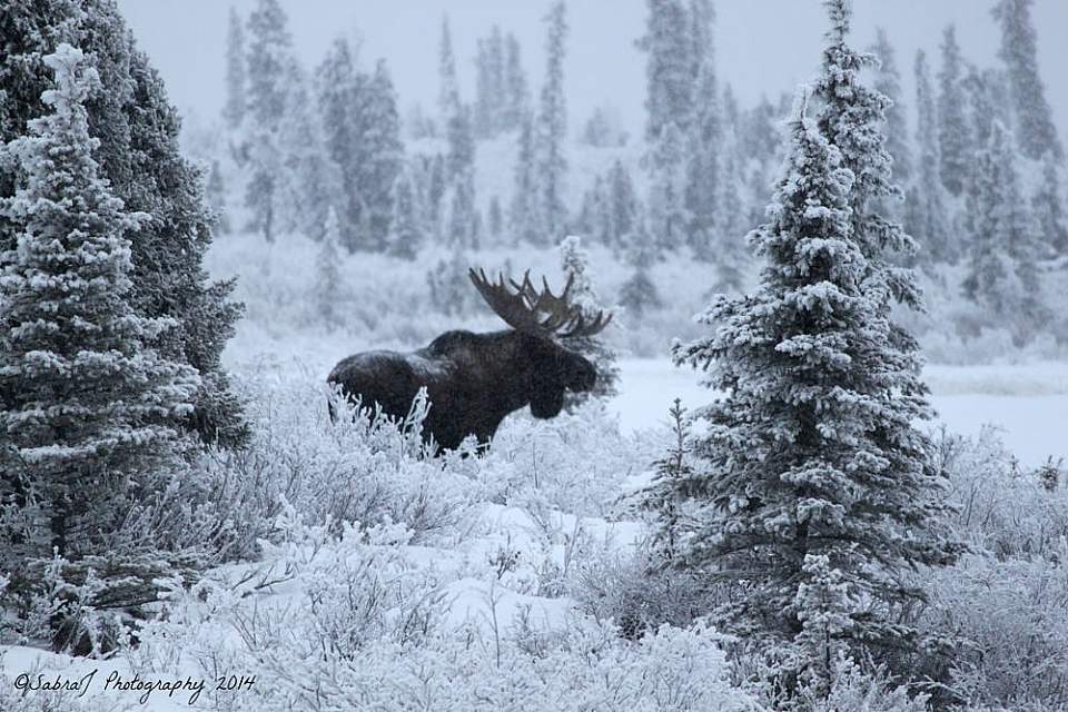 A moose with a full rack stands among snow covered brush and spruce trees during November in Alaska