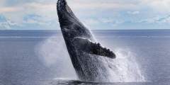 Alaska Tales Whale Watching Juneau