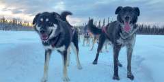 Alaskan Husky Adventures Liz Raines Failor Bowie and Hellhound