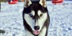 Alpine Air Alaska - Girdwood Glacier Dogsledding