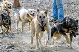 Denali national park Alaska Channel