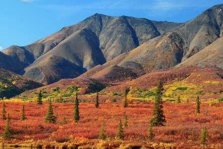 Denali national park Gaylord Spurgeon denali national park gaylord spurgeon