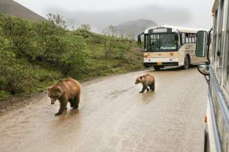 Denali national parks scenic drives Alaska Channel