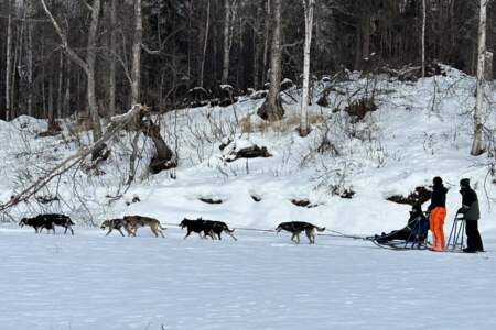 Alaska Wild Guides: Denali View Snowmobiling & Dog Sledding