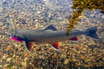 Fly In Fishing IMG 9362