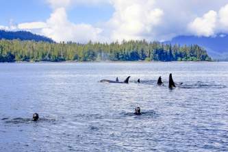 Fred Drake Orca snorkel