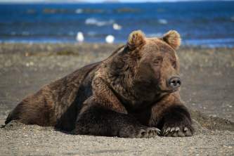Homer bear viewing scenic bear viewing