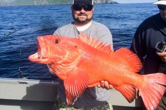 Homer fishing charters