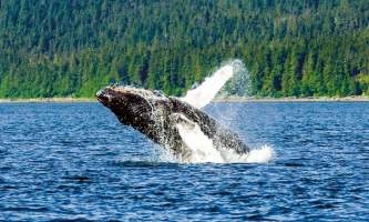 Juneau whale watching tours Alaska Travel Adventures