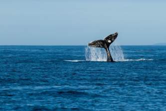 Kodiak Carrie Williams Kodiak Whale Tail Carrie Williams