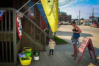 Nome CVB vc flowers o1zt56