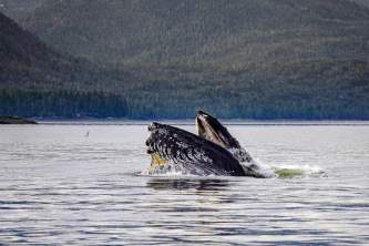 Out to Sea Expedition Company Delaney Murphy 606 E9 BFB D0 A1 4 DE3 866 D C9 D6 DBD524 D6