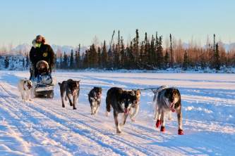 Palmer wasilla dog sledding