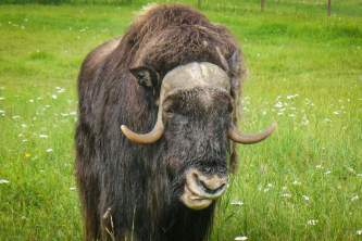 Palmer wasilla wildlife parks Alaska Channel