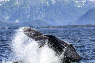 Sitka Expeditions B30 BCEBD A7 E2 46 F8 982 A 0 A3 A636 BD4 C1 Parker White