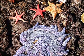 Sitka National Historical Park