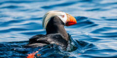 Sitka Wonders: Wildlife Boat Tours