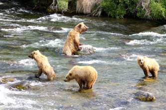Trail Ridge Air Bear Viewing Katmai20152019