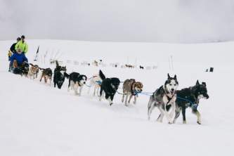 Turning heads kennel 6