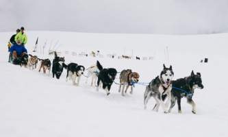 Turning heads kennel 6