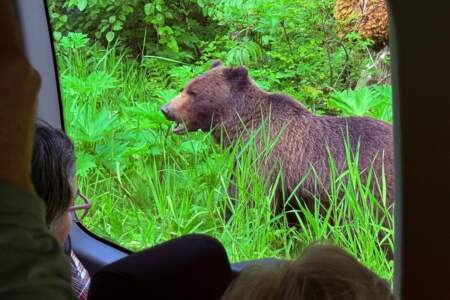 Wilderness Island Tours